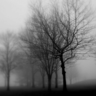 Walking Through Morning Mist