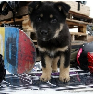 Puppies & Snowboarding
