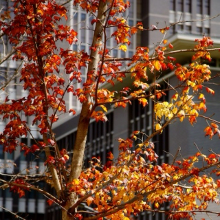 秋 (Autumn)