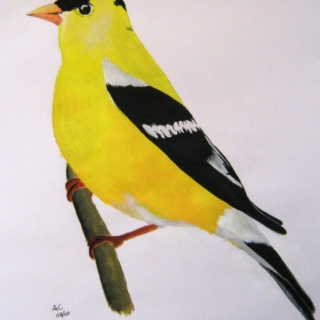 Yellow Bird-Folksy