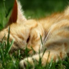 for naps in the grass.