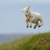 Little Lamb, live one day at a time