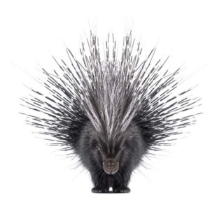 Btrxz's Africa creasted porcupine