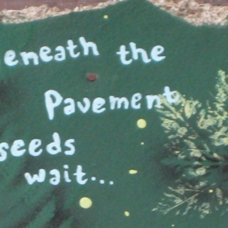 beneath the pavement seeds wait