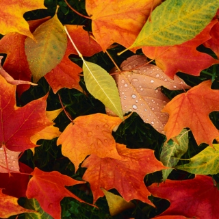 Songs for Autumn