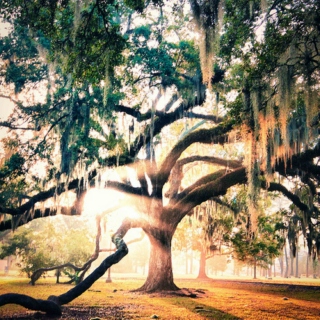 Spanish Moss- A Southern Gothic Mix