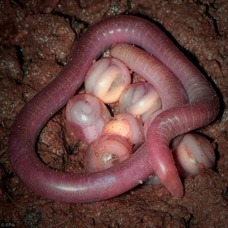 Coffin Worms