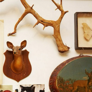 antlers on the wall