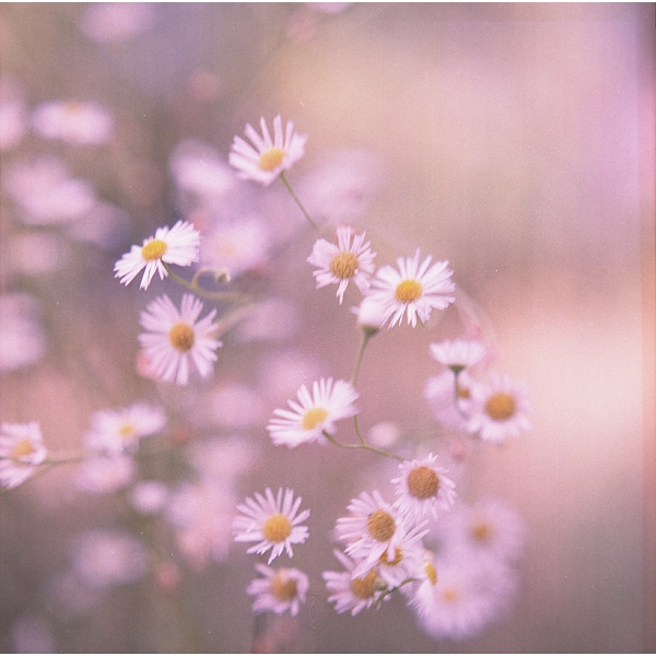 8tracks radio | Spring and flowers (9 songs) | free and music playlist