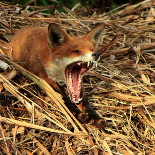 Fox Skulk Screams
