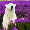 Happy as a polar bear relaxing in spring flowers?