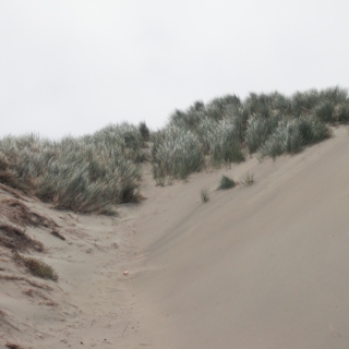 Overcast Dune Mix