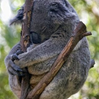 wake up! dear koala. the apocalypse is nigh