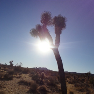 Desert sunshine 