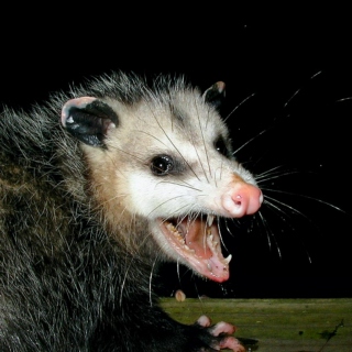 Four-Rat Vs Possum