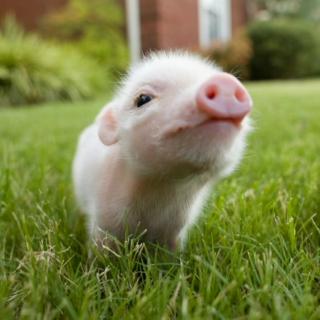 The Piggie List