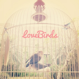 LoveBirds