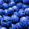 Big June Blueberries