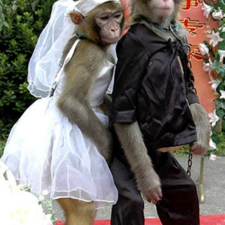 Love me love my monkeydress