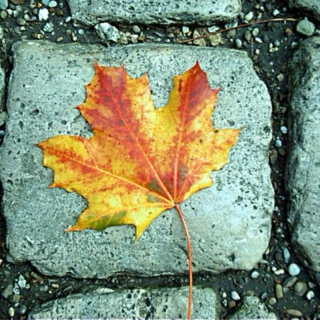 A Canadian Autumn