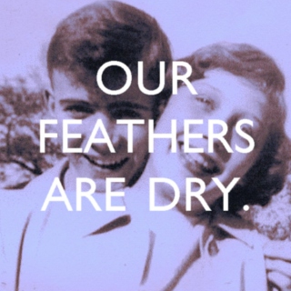 Our Feathers Are Dry