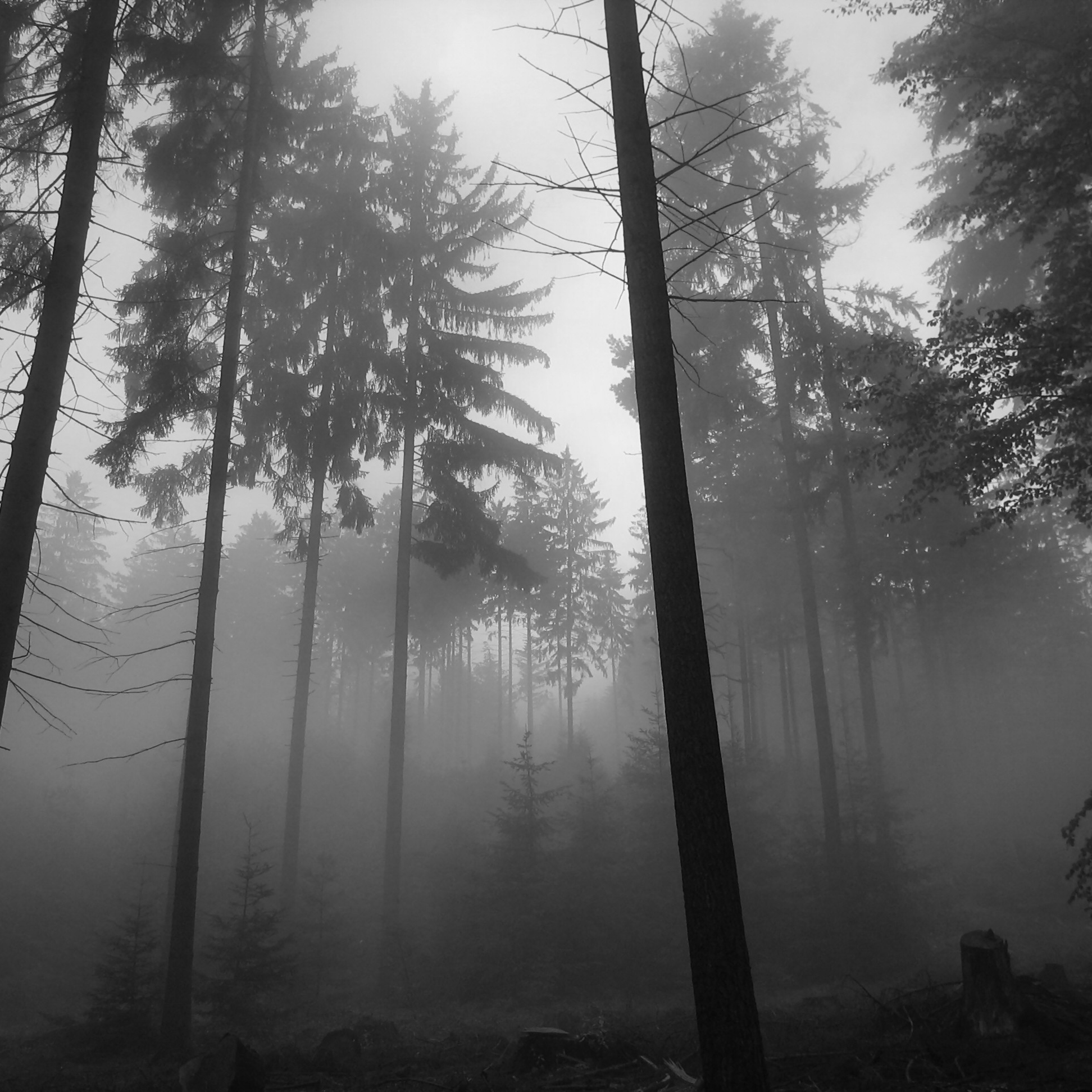 Оберегать лес. Черный лес. Темный лес Эстетика. Эстетика природы. Дождь в лесу.