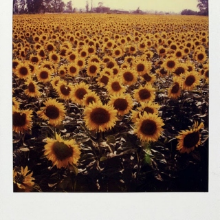 I like sunflowers.