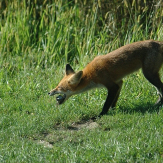 Eargasm-Like a snarling Fox