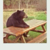just a bear on a bench