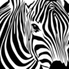 Is zebras born with stripes?