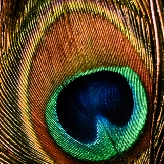 songs about peacock feathers.