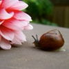Autumn Snail