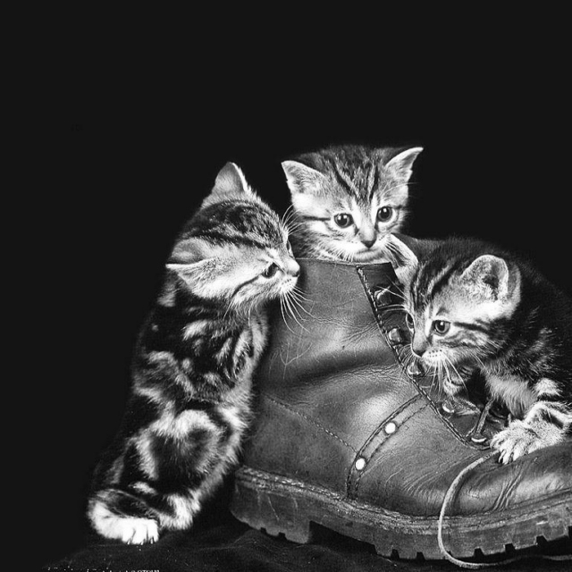 boots n cats 