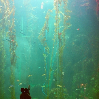 underwater wishes.