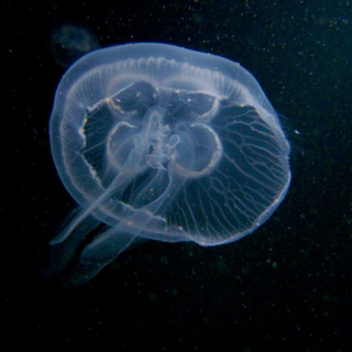 locomojo's morning jellyfish, or jellyfish in the morning 