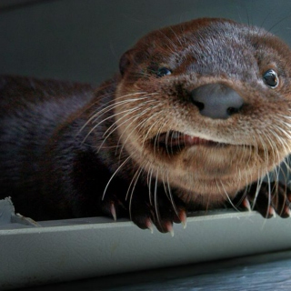 Otters like to chill, but don't rush their grill.