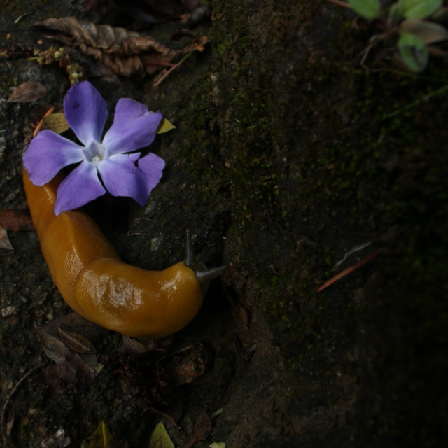 Banana Slugs Out To Play All Day : The Natural Cycle
