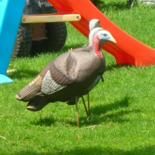 Faux-Turkey on sticks in my backyard.