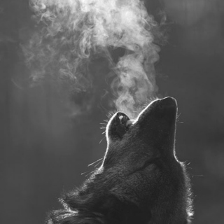 attn: a wolf