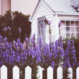 Lavender-covered loneliness