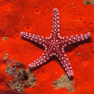 Starfish (Life/Death)