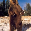 I am the Bear!