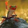 Frog Rap comming back now.