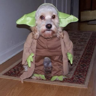 Dog Yoda's