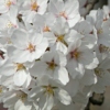 15 Cherry blossoms