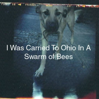 I Was Carried To Ohio In A Swarm of Bees