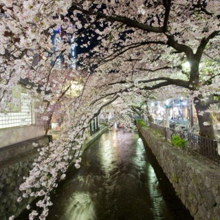 Tea under the Cherry Blossom Trees in Gion