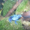 December 2009 Mix...with a Poison Dart Frog