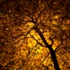 To Beautiful Autumn Nights in Central Park