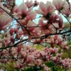 4.14 - magnolias